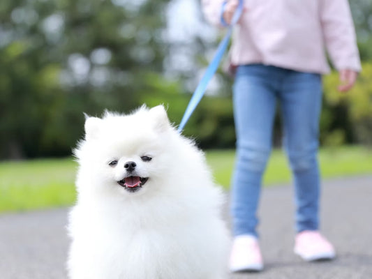 よくある質問から「犬にも腸活が必要?腸活ドッグフートって良いの?腸内フローラは犬にもあるの?」にお答えしながら、腸内環境についてお話しします。