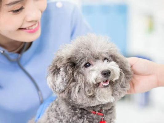 愛犬が嫉妬で吠えて困る、攻撃して困るという相談が多くあります。ここでは、科学的に証明された犬の嫉妬による脳の動きと嫉妬しない方法をお伝えします。