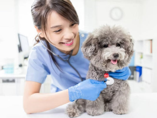 犬の心臓病の原因や症状、治療法や予防法について